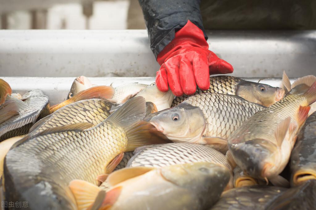 天然餌料在水產養殖中的應用與注意事項