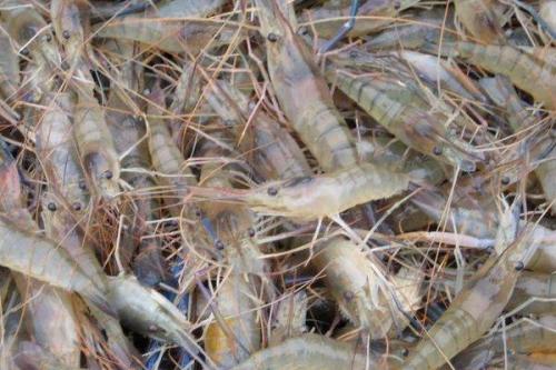 蝦養(yǎng)殖技術(shù) 從選種到收獲的完整指南