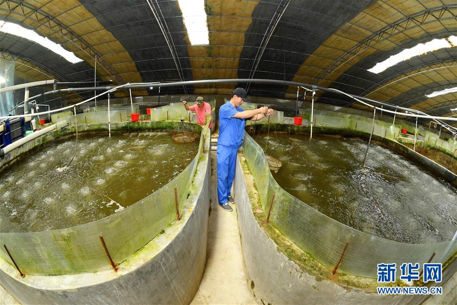 河北樂亭 向海圖強(qiáng)，以特色養(yǎng)殖譜寫藍(lán)色經(jīng)濟(jì)新篇章