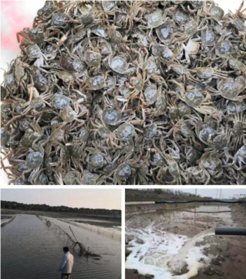 羅涇鎮(zhèn)水產(chǎn)生產(chǎn)有序恢復(fù)，大閘蟹投苗量達(dá)40萬只