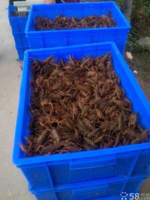 南京小徐龍蝦批發(fā)行 河蝦青蝦市場行情及養(yǎng)殖前景分析