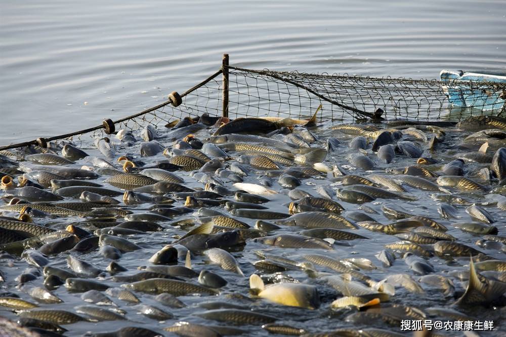 遼寧省全面推進(jìn)水域?yàn)┩恳?guī)劃編制，助力水產(chǎn)養(yǎng)殖業(yè)高質(zhì)量發(fā)展